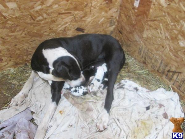 Puppies in WA